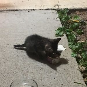 Meet your Posher, Ned